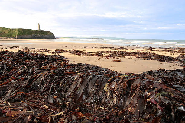 ballybunion seaweed stock photo