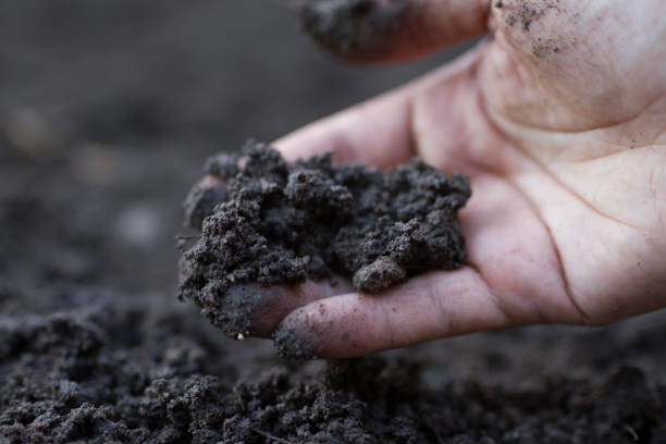 istock soil health and seed sowing 1194681665