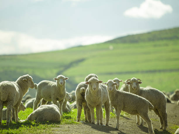 日当たりの良い夏の風景の中の羊 - herdwick sheep ストックフォトと画像