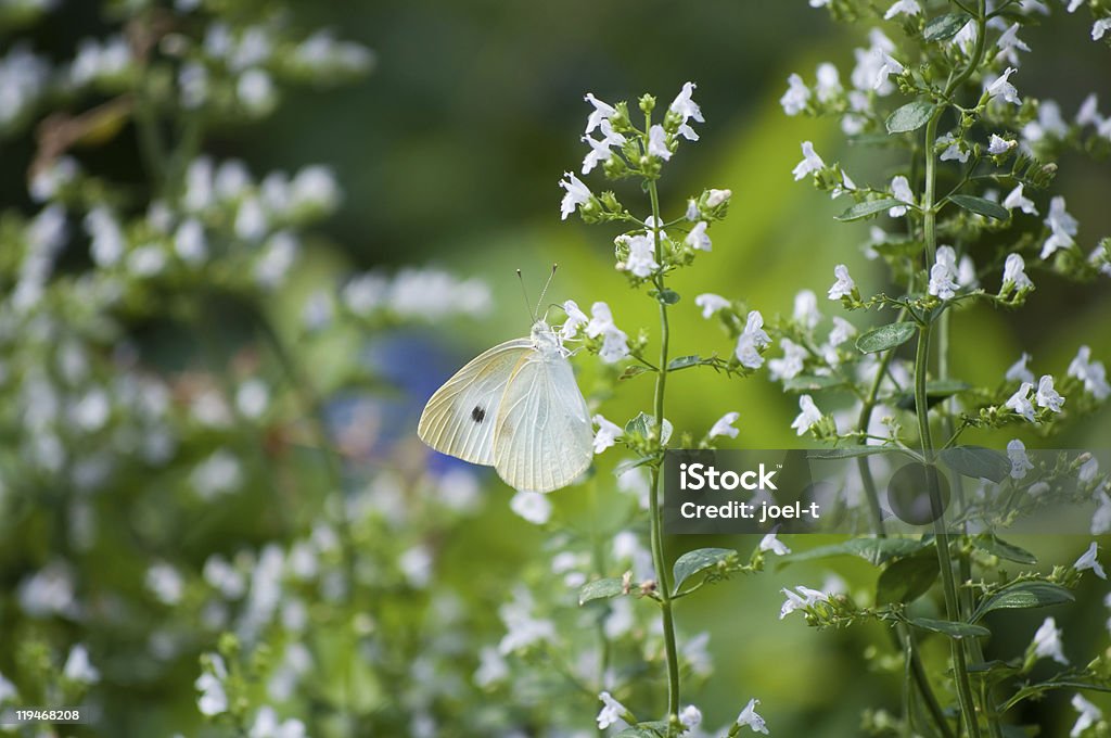 Repolho Borboleta - Royalty-free Animal Foto de stock