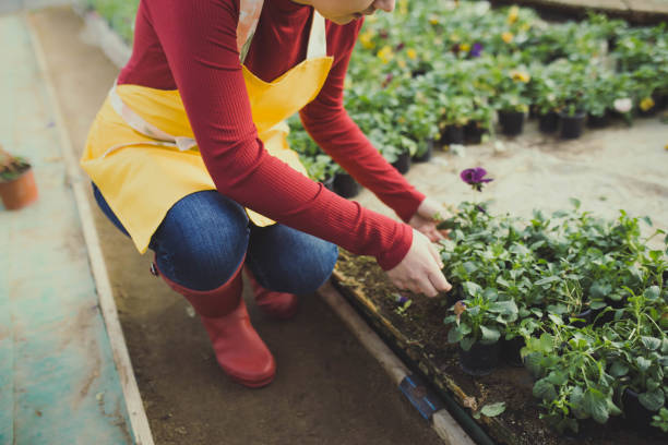 istock Woman working in a nursery garden 1194682101