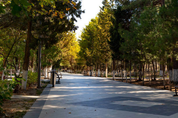 istock Pedestrian path and sun rays through pine trees taken. Evergreen pines beautiful background scenery 1194682119