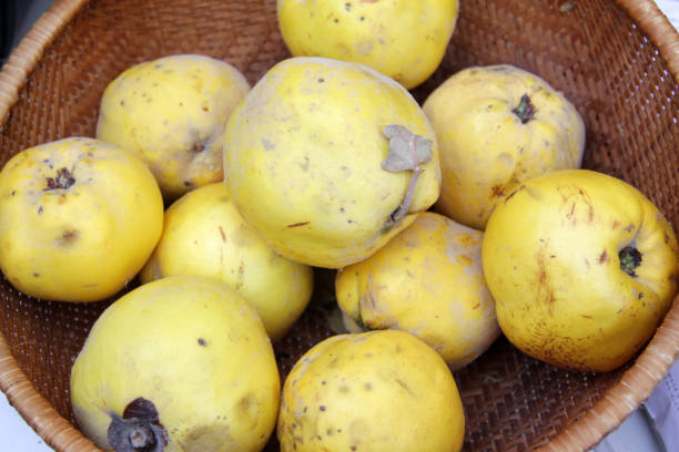 istock Fresh organic quince 1194682126