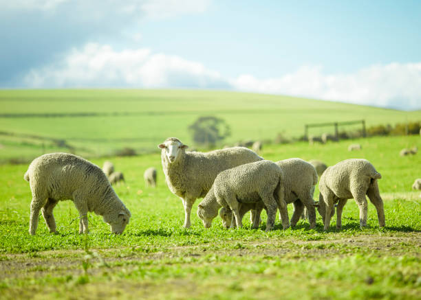 日当たりの良い夏の風景の中の羊 - herdwick sheep ストックフォトと画像