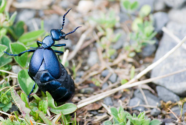 Oil Beetle Stood Upright stock photo