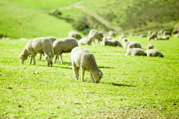 Sheep grazing on lush green pastures in warm evening light