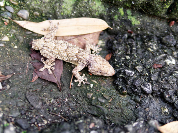 istock Mediterranean house gecko (Hemidactylus turcicus) in a meadow 1194685259