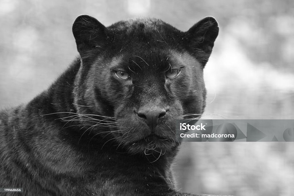 black panther - Lizenzfrei Schwarzer Leopard Stock-Foto