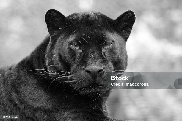 Foto de Black Panther e mais fotos de stock de Leopardo Negro - Leopardo Negro, Animais caçando, Cativeiro