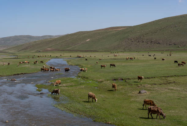 istock Ardahan Cows Turkey River 1194686960