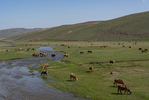 Herd of cows on a green meadow and field near a river at the town of Ardahan, Turkey.