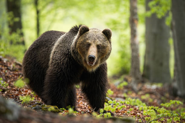 istock An enormous brown bear posing in the enchanting forest environment 1194687262