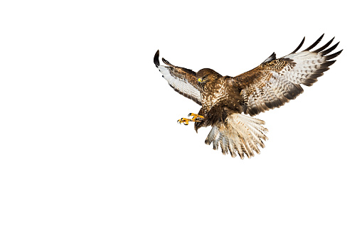 Wild common buzzard, buteo buteo, in flight catching prey with claws isolated on white background. Landing free bird with spread wings cut out on blank.