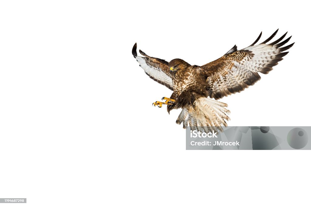 Wild common buzzard in flight catching with claws isolated on white background Wild common buzzard, buteo buteo, in flight catching prey with claws isolated on white background. Landing free bird with spread wings cut out on blank. Cut Out Stock Photo