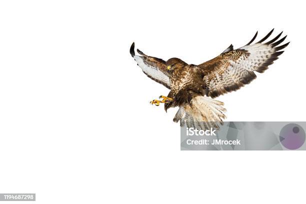 Wild Common Buzzard In Flight Catching With Claws Isolated On White Background Stock Photo - Download Image Now