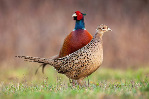 Couple of common pheasant on a meadow in springtime
