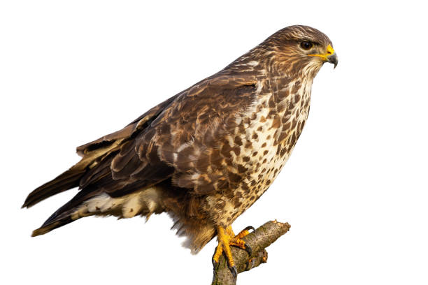 istock Common buzzard, buteo buteo, sitting perched isolated on white background 1194687352