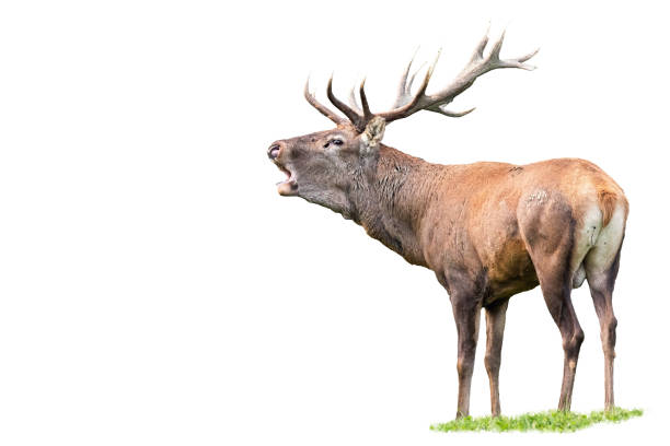 istock Red deer, cervus elaphus, stag with antlers roaring isolated on white 1194687368