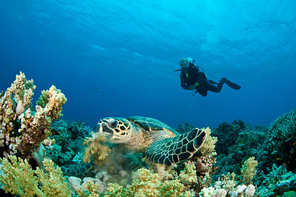 istock Sea Turtle with scuba diver 119468808