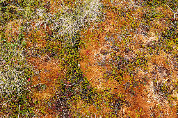 Nordic montagne tundra - Photo