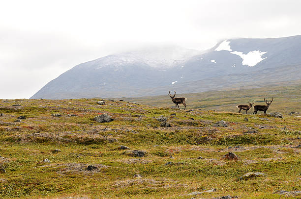 deers le grassland - Photo