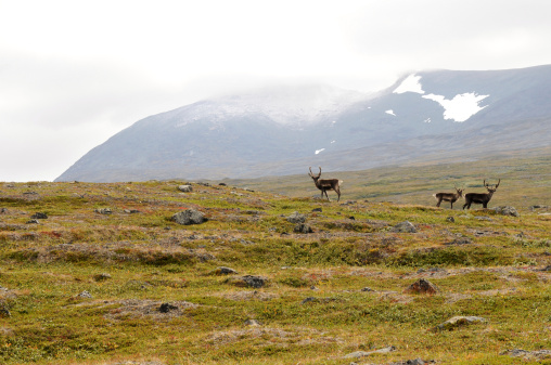Free Norwegian reindeer in the Tromso area, north Norway