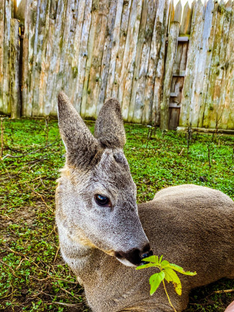 istock deer on a deer farm in the village 1194689686