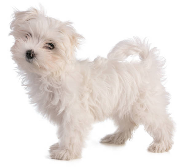 istock Maltese bichon puppy standing 1194690046