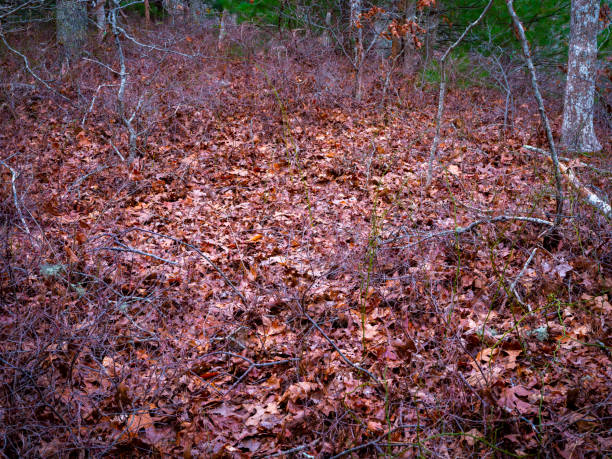 Landscape in the winter woods on Cape Cod