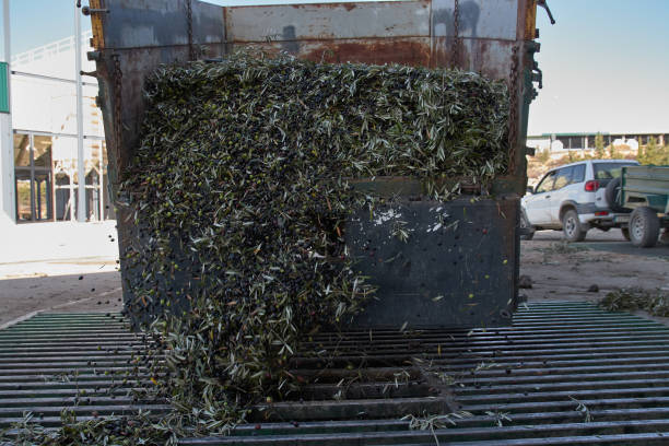 istock Spanish olive oil process factory 1194694197