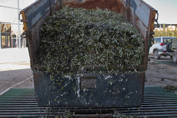 istock Spanish olive oil process factory 1194694286