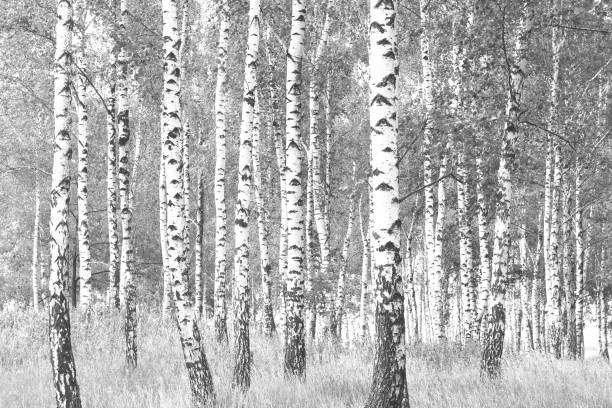 istock Young birch with black and white birch bark in spring 1194695747