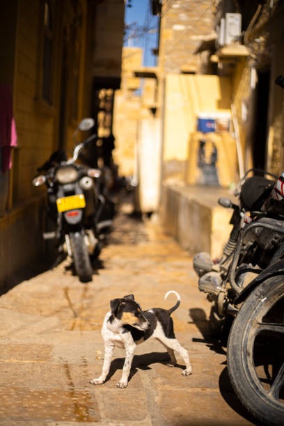 istock Streets of Jaisalmer 1194696873