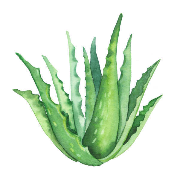 illustrazioni stock, clip art, cartoni animati e icone di tendenza di illustrazione vegetale di aloe vera dipinta a mano ad acquerello isolata su sfondo bianco - cactus green environment nature