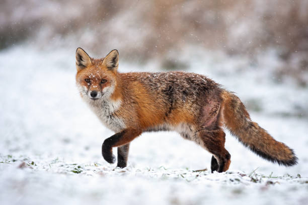 istock Bruised red fox pursuing prey on a hunt in icy environment. 1194697206