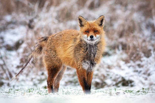 volpe rossa infettata da mange senza pelliccia sulla coda in inverno in piedi sulla neve. - male animal mammal animals in the wild fur foto e immagini stock