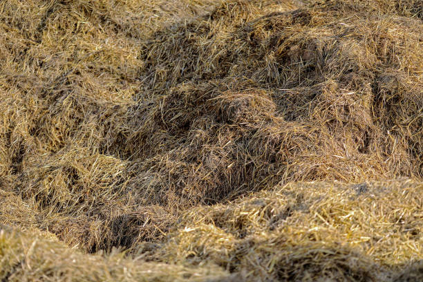 istock close up of a dung heap 1194698078