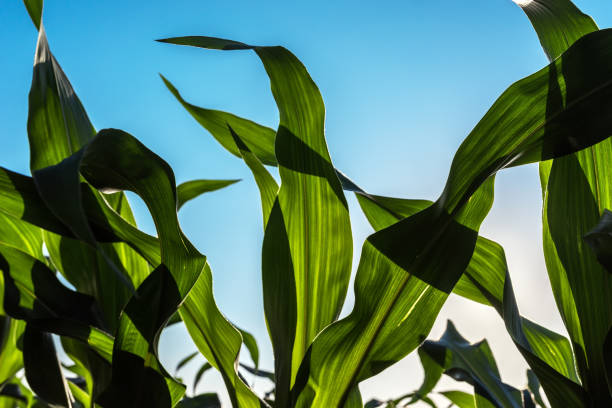 istock Green corn maize crop leaves in sunset 1194698091