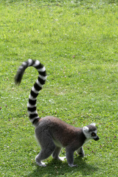 istock Lemur. France. 1194698307