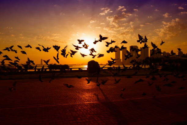 Silhouette birds flying in the air in morning sunrise with cityscape background over sea and sky.