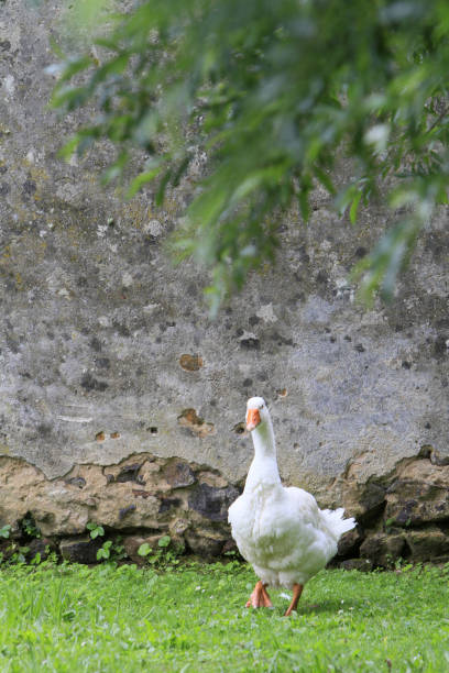 istock Muscovy duck. France. 1194699521