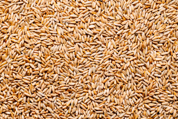 istock Pale of raw rye seeds 1194699577