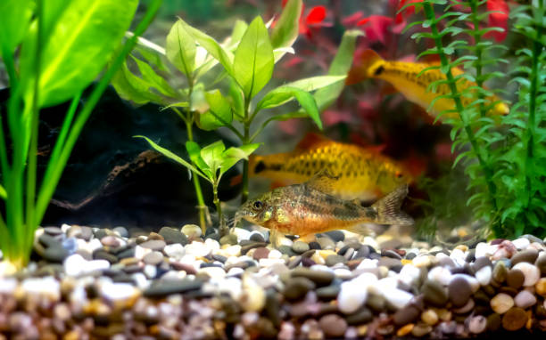 istock golden barbs - bright orange tropical aquarium fish 1194699730