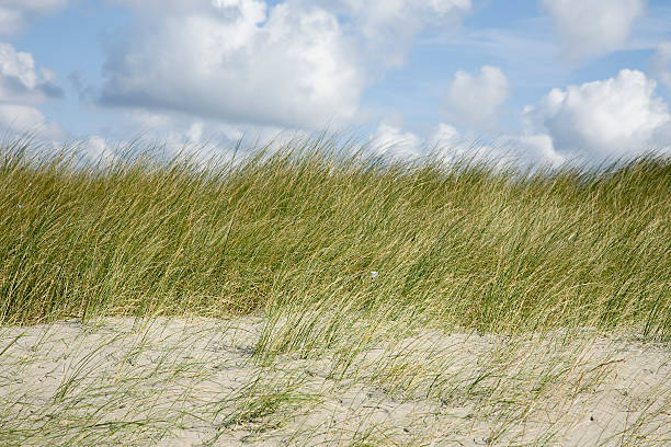 Beachgrass section in Dutch dunes stock photo