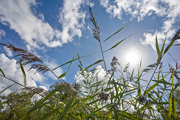 Green reed stalks in the sunshine stock photo