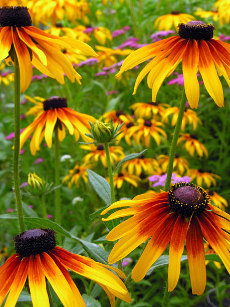 istock Black-Eyed Susan 119470120