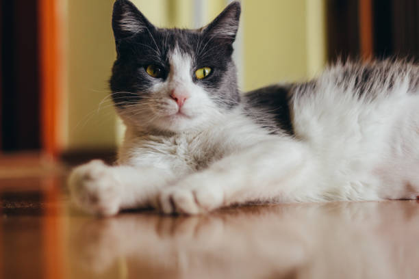 istock Cat lying on wooden floor 1194701217