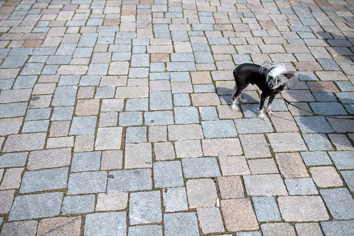 Germany: Chinese crested dog stands on a paved square.