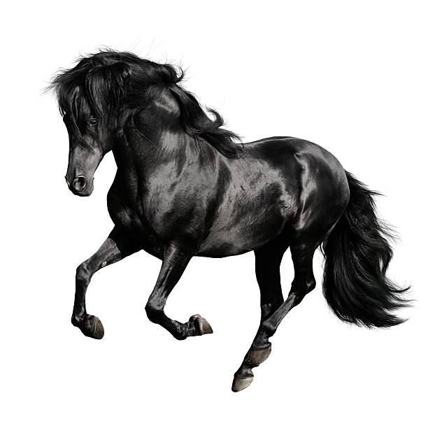 istock Shiny black horse running on white background 119470205