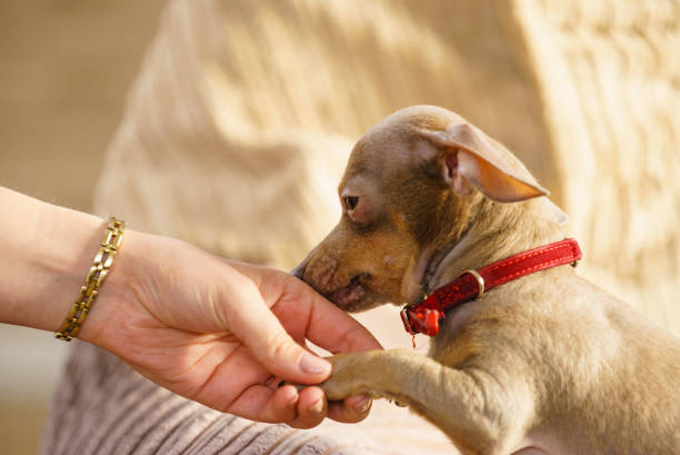 istock Little dog sitting on couch 1194703157